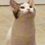 Lost клан