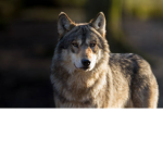 TheWolfie
