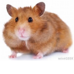 hamster freinds
