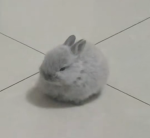 bunny sanctuary