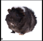 Meta Guinea pig