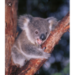Koala Kitchen