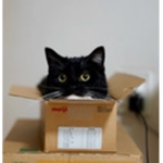 ous cats