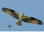 Osprey Empire