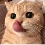 Cookie._.Melody