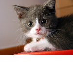 Great cat club