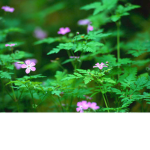 **Lilypads**