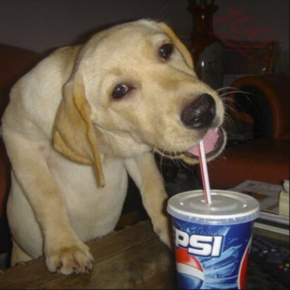 funny dog drinking pepsi Roblox decal