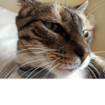 Grupo sobre gatitos