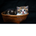 Nomal kitten