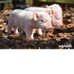 The pig love nation