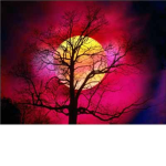 Trees Are Awesome!