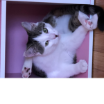 Cat and corgi group