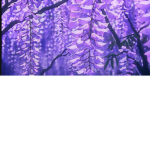 |~WiltingWisteria~|