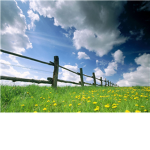Proud Kiwis
