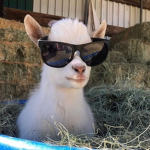 Goats Club