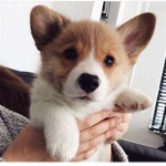|~Corgi Squad~|