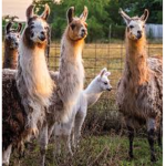 The_llamas:)