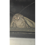The moth mafia
