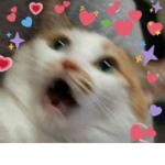 JAYMIESSUNSETSQUAD