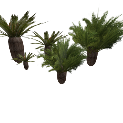 Cycads