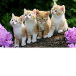 kitten's are pawsome!!!