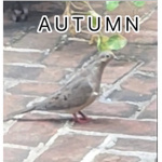 Autumn the birb fangroup