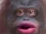 Le Monkey Fun Time
