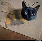 Rainbow cats studio