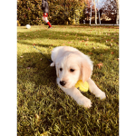 Puppy and Dog Squad!!