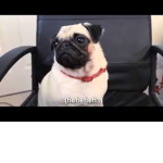 ☮ Pug Lovers ☮