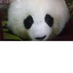 Pandziufe