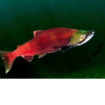 Salmonfam
