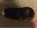Mega guinea pigs for life