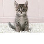 cat is superhero