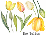 ~The Tulip's~