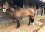 Sun Sided Stables