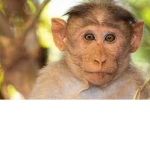 an rather epic monkey group