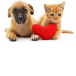 Cats And Dogs Studio