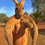 Kanga rooo