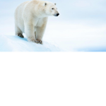 *team polarbear*
