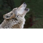 powers of a wolf