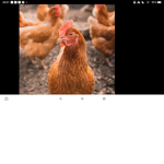 The BFFs we love chickens