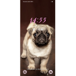 Play with my dog