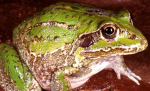 The Covenant of the Frog