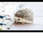 Hedgehog Fan Group Beacuse Why Not