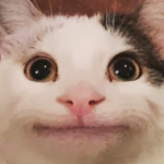 UNITED-CAT-FORCES