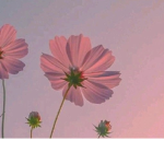 #Flowersquad Lily