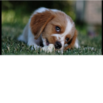 A Doggo Group In Life