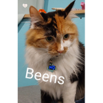 Calico Caught